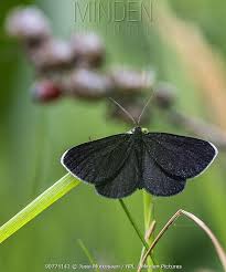 Attēlu rezultāti vaicājumam “Odezia atrata”