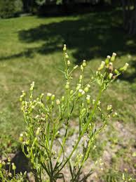 Attēlu rezultāti vaicājumam “Erigeron canadensis”