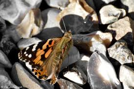 Attēlu rezultāti vaicājumam “Vanessa cardui underside”