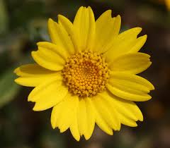 Image result for Chrysanthemum segetum