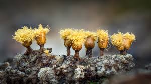 Attēlu rezultāti vaicājumam “Trichia, Hemitrichia sp.”