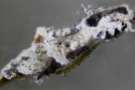 Attēlu rezultāti vaicājumam “Diderma globosum sessile”