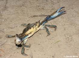 Image result for Callinectes sapidus