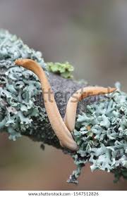 Attēlu rezultāti vaicājumam “Macrotyphula fistulosa var. contorta”