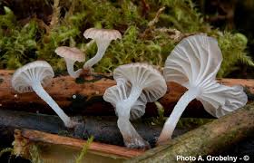 Attēlu rezultāti vaicājumam “Mycena belliarum”