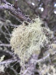 Attēlu rezultāti vaicājumam “Usnea subfloridana”