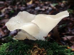 Attēlu rezultāti vaicājumam “Pseudohydnum gelatinosum”