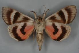 Attēlu rezultāti vaicājumam “Catocala pacta”