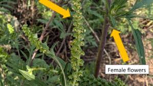 Attēlu rezultāti vaicājumam “Ambrosia artemisiifolia fruit”