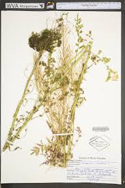 Attēlu rezultāti vaicājumam “Cardamine impatiens”