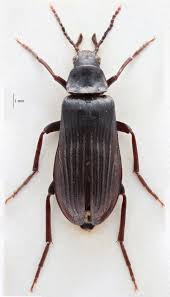 Attēlu rezultāti vaicājumam “Melandrya dubia”