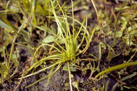 Attēlu rezultāti vaicājumam “Isoetaceae”