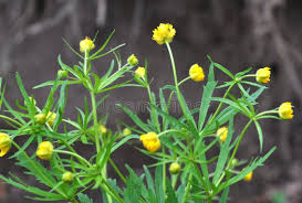 Attēlu rezultāti vaicājumam “Ranunculus cassubicus leaf”