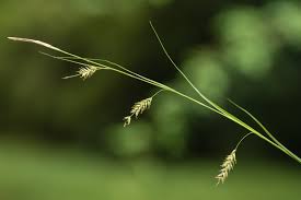 Attēlu rezultāti vaicājumam “Carex limosa fruit”