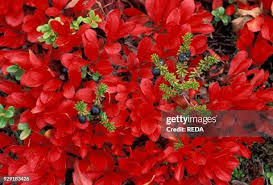Attēlu rezultāti vaicājumam “Empetrum nigrum flower”