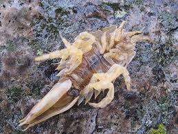 Attēlu rezultāti vaicājumam “Saduria entomon”