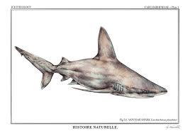 Image result for Carcharhinus plumbeus