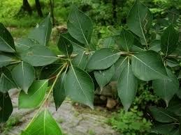 Attēlu rezultāti vaicājumam “Populus simonii leaf”