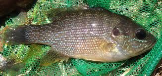 Image result for Lepomis cyanellus