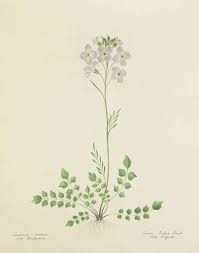 Attēlu rezultāti vaicājumam “Cardamine pratensis”