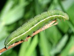 Attēlu rezultāti vaicājumam “Plusia festucae”