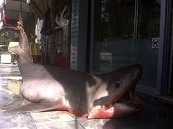 Image result for Hexanchus griseus