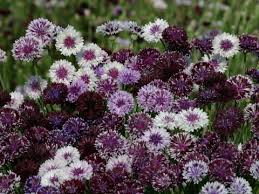 Image result for Centaurea cyanus