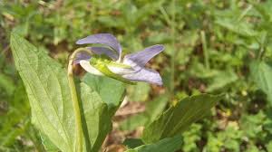 Attēlu rezultāti vaicājumam “Viola canina flower”