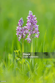 Attēlu rezultāti vaicājumam “Orchis militaris”