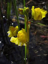 Attēlu rezultāti vaicājumam “Utricularia intermedia bud”