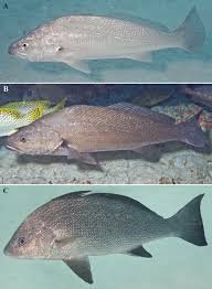 Image result for Argyrosomus japonicus
