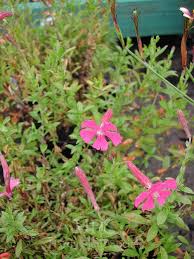 Image result for Silene schafta