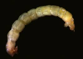 Attēlu rezultāti vaicājumam “Chironomidae larvae”