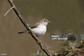 Attēlu rezultāti vaicājumam “Sylvia borin”