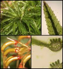 Attēlu rezultāti vaicājumam “Polytrichastrum pallidisetum”