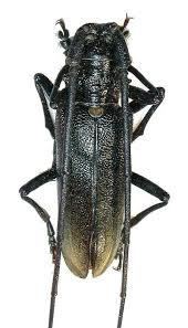 Attēlu rezultāti vaicājumam “Monochamus urussovi”