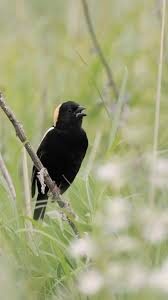 Image result for Dolichonyx oryzivorus