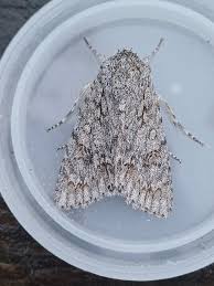 Attēlu rezultāti vaicājumam “Acronicta aceris”