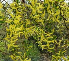 Attēlu rezultāti vaicājumam “Salix triandra male flower”