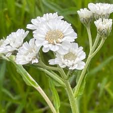 Attēlu rezultāti vaicājumam “Achillea ptarmica fruit”