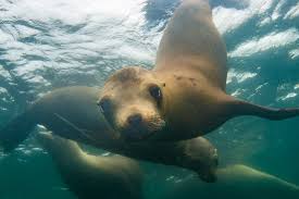 Image result for Breakwater Divers