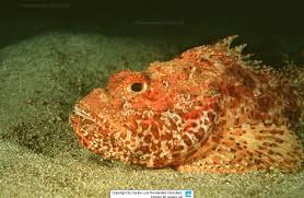 Image result for Scorpaena scrofa