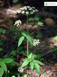 Attēlu rezultāti vaicājumam “Aegopodium podagraria flower”