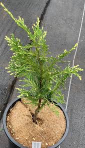 Attēlu rezultāti vaicājumam “Chamaecyparis lawsoniana”