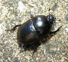 Attēlu rezultāti vaicājumam “Geotrupes”