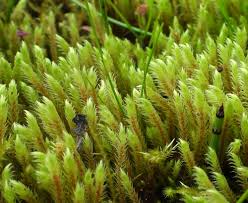 Attēlu rezultāti vaicājumam “Philonotis calcarea”