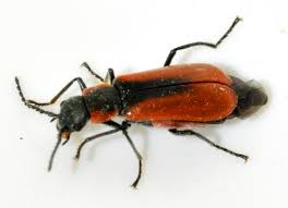 Attēlu rezultāti vaicājumam “Anthocomus rufus”