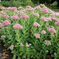 Attēlu rezultāti vaicājumam “Hylotelephium telephium flower”