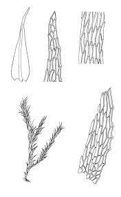 Attēlu rezultāti vaicājumam “Conardia compacta”