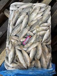 Image result for Trachurus trachurus